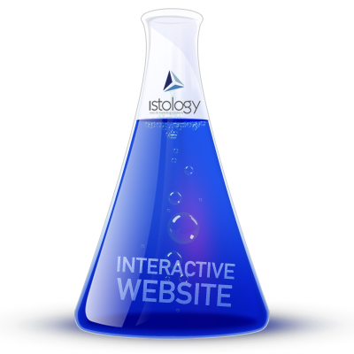 Interactive Website